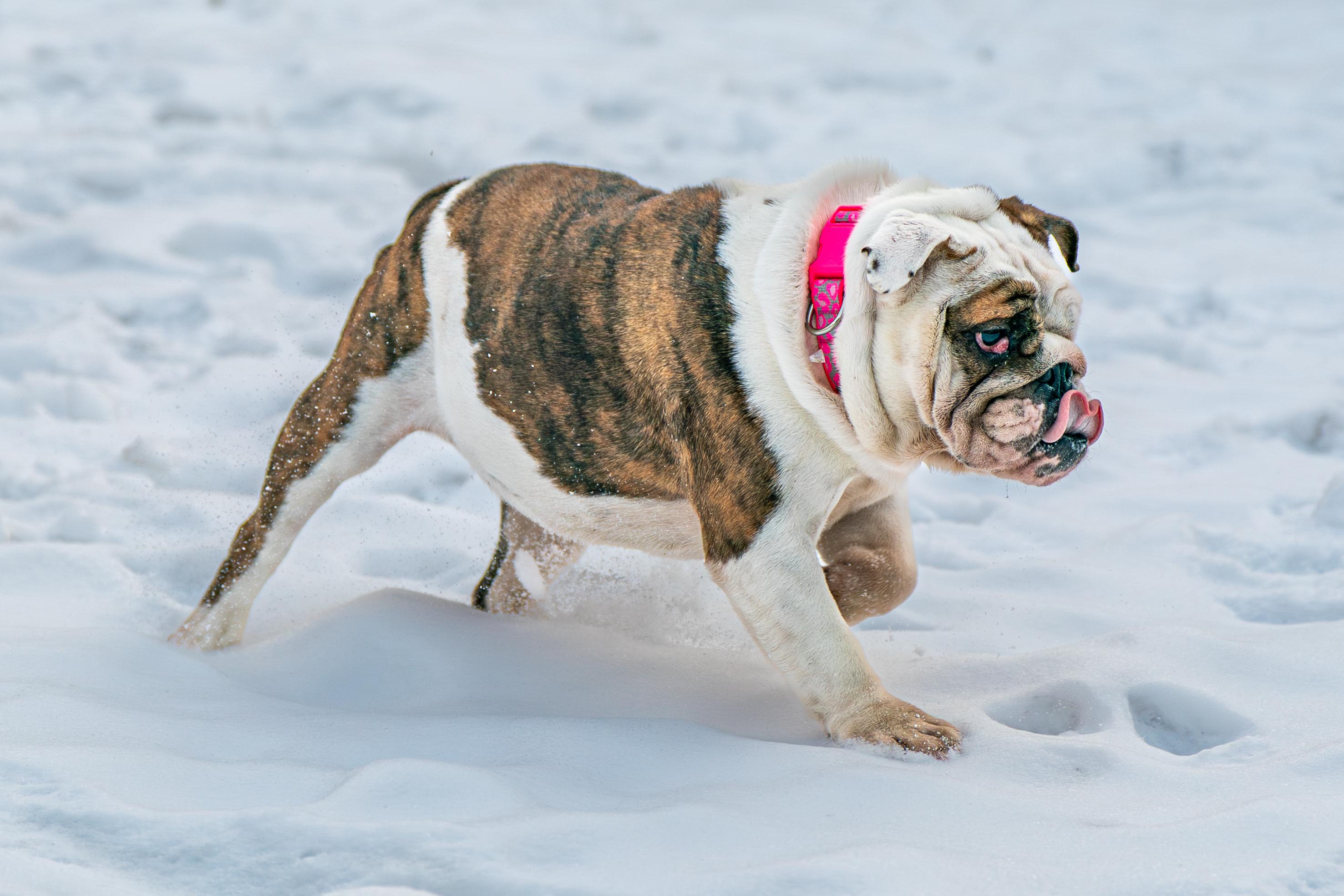 Lilith, a Adoptable English Bulldog in Red Wing, MN image 2/6