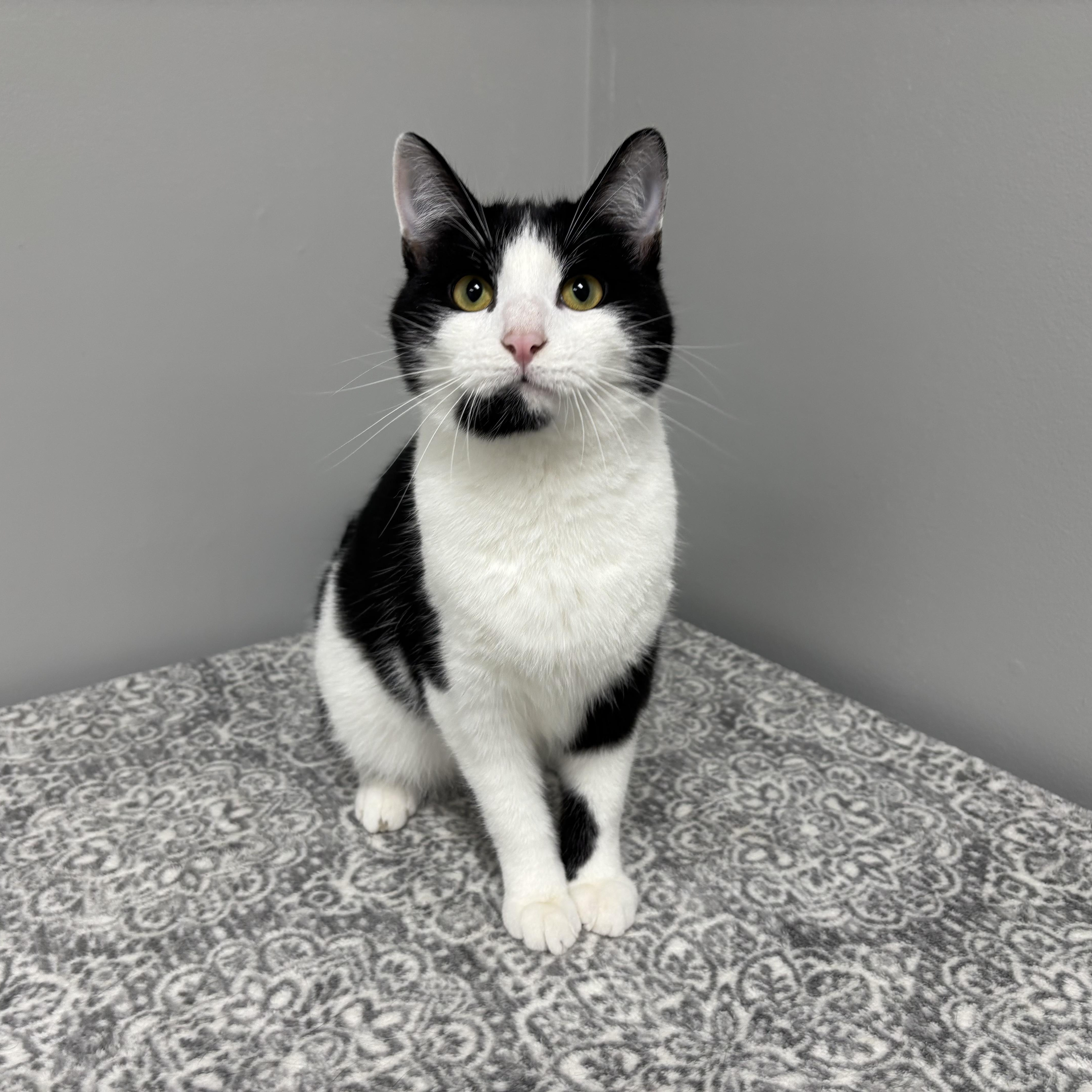 Leon, adopted, Young Male Domestic Short Hair.