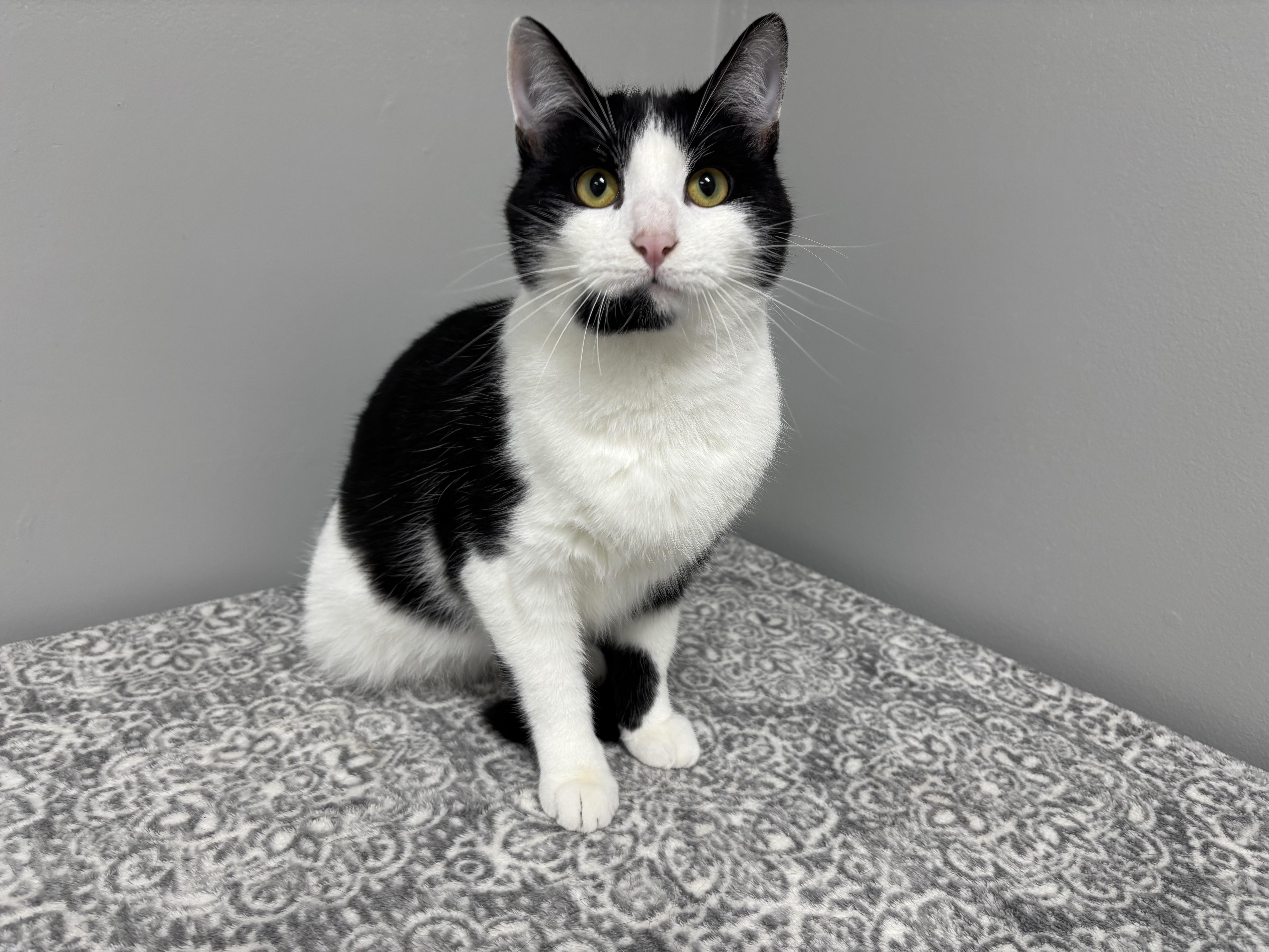 Enlarge Leon, an adopted Domestic Short Hair in Frankfort, IN image 3/5