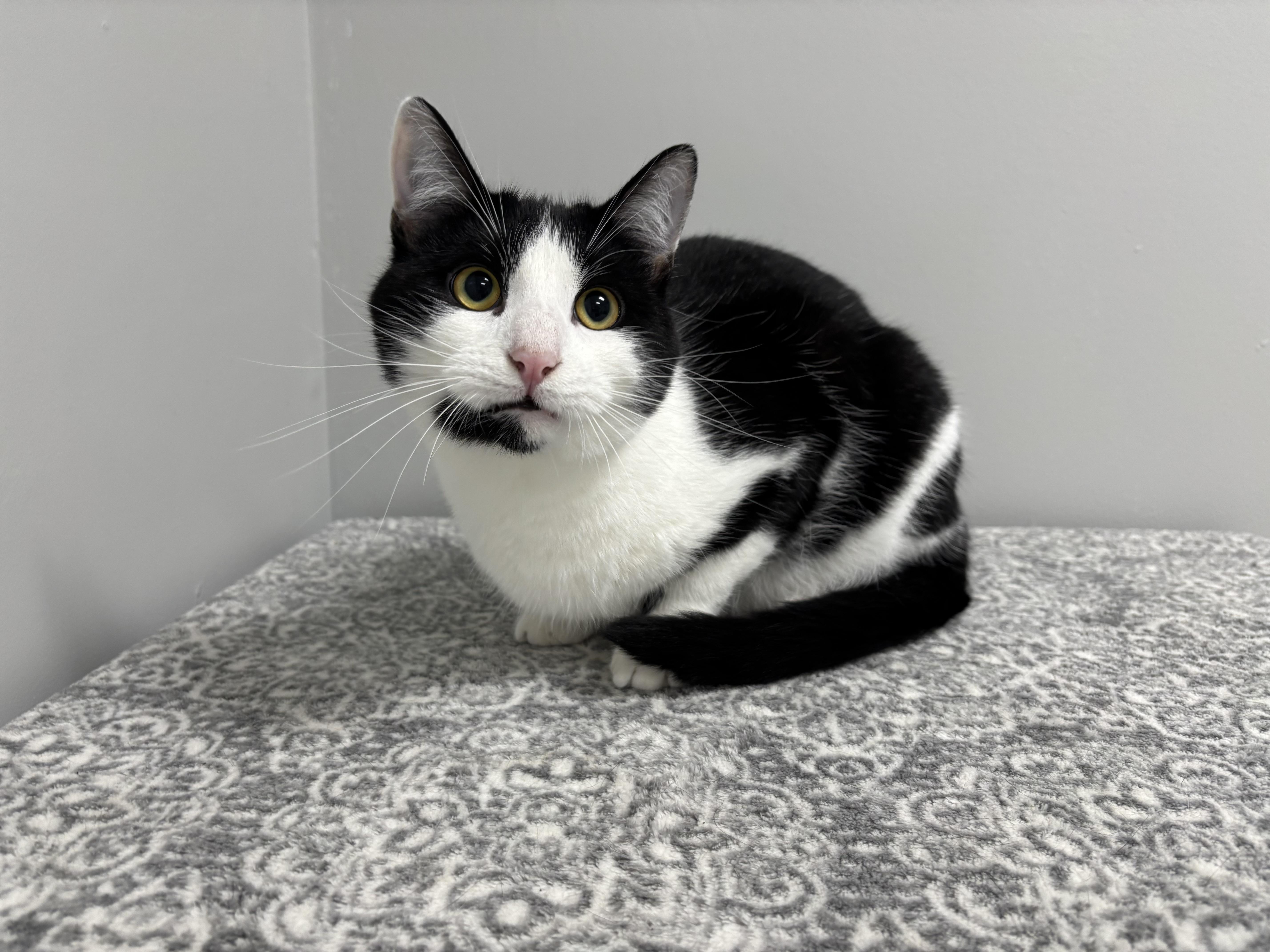 Enlarge Leon, an adopted Domestic Short Hair in Frankfort, IN image 5/5