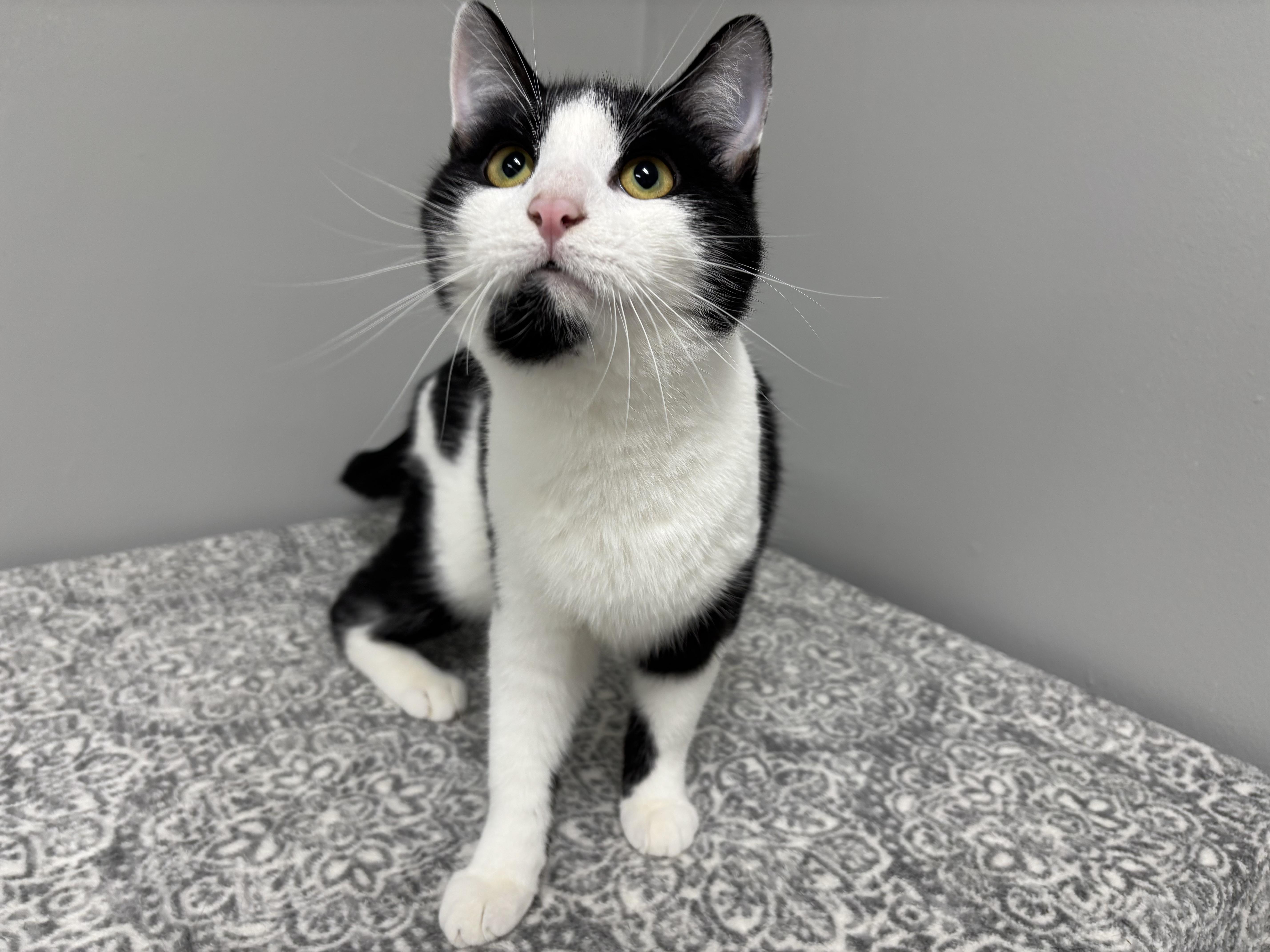 Enlarge Leon, an adopted Domestic Short Hair in Frankfort, IN image 4/5