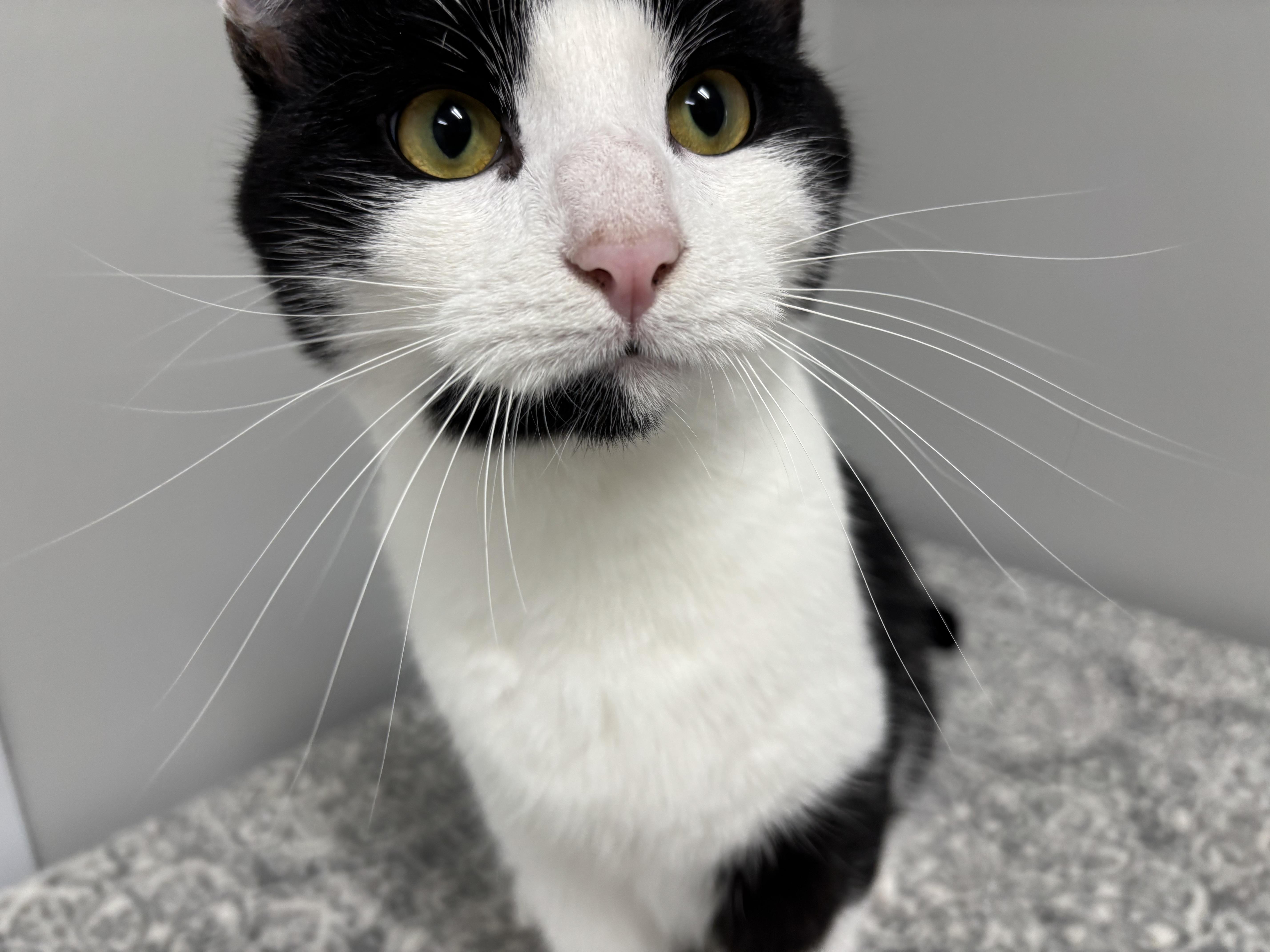 Enlarge Leon, an adopted Domestic Short Hair in Frankfort, IN image 2/5
