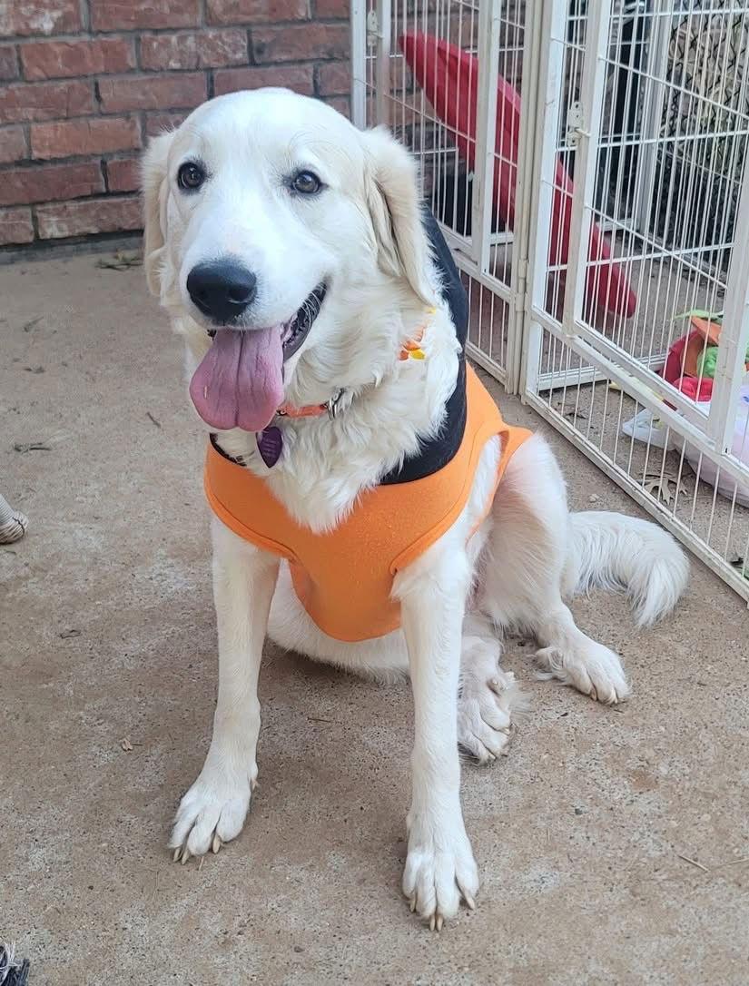 Enlarge Helena, a ADOPTABLE Great Pyrenees in Spring, TX image 2/6