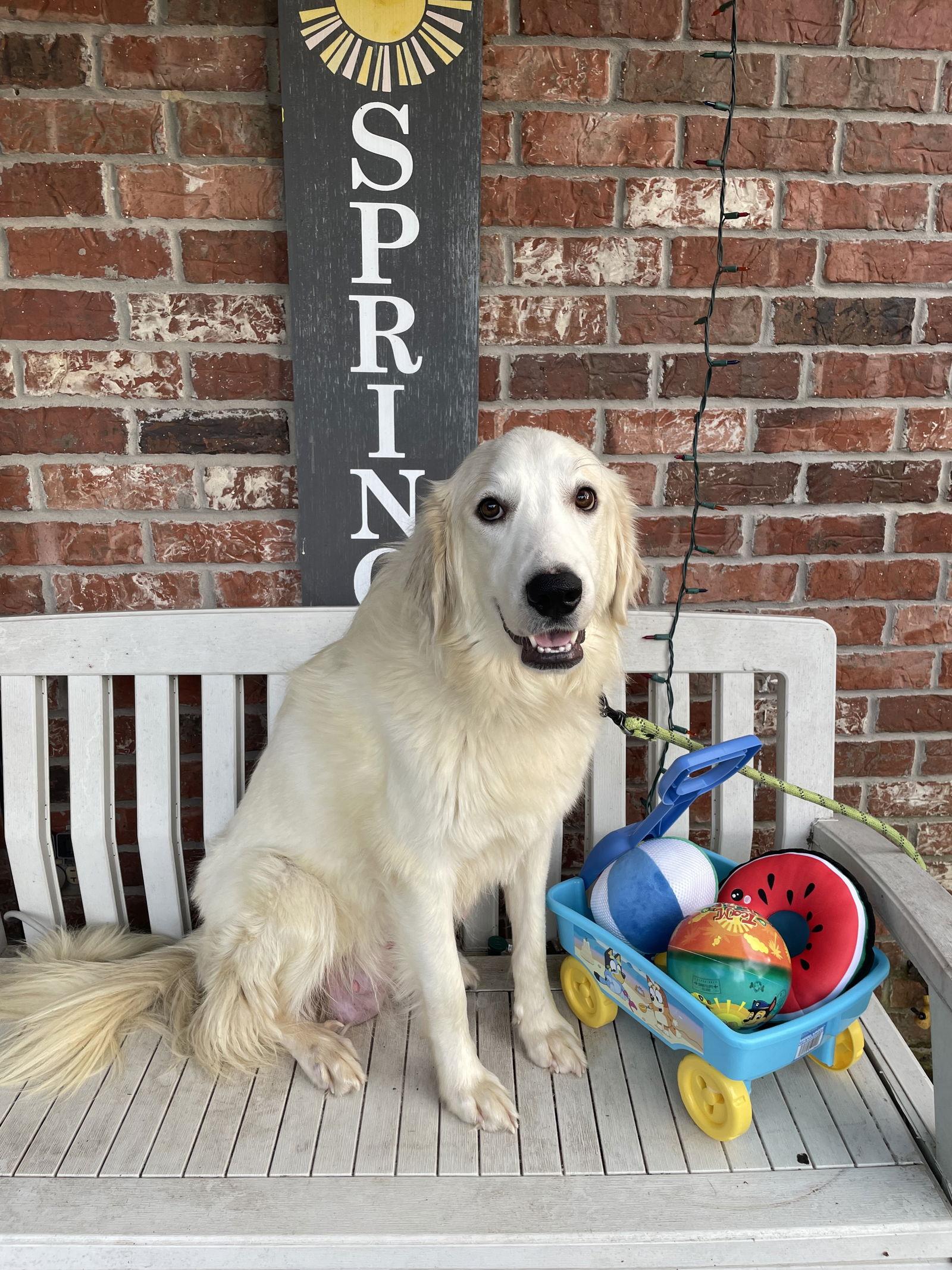 Enlarge Helena, a ADOPTABLE Great Pyrenees in Spring, TX image 4/6