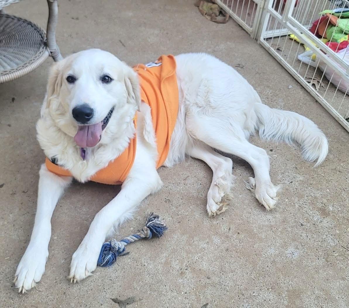 Enlarge Helena, a ADOPTABLE Great Pyrenees in Spring, TX image 3/6