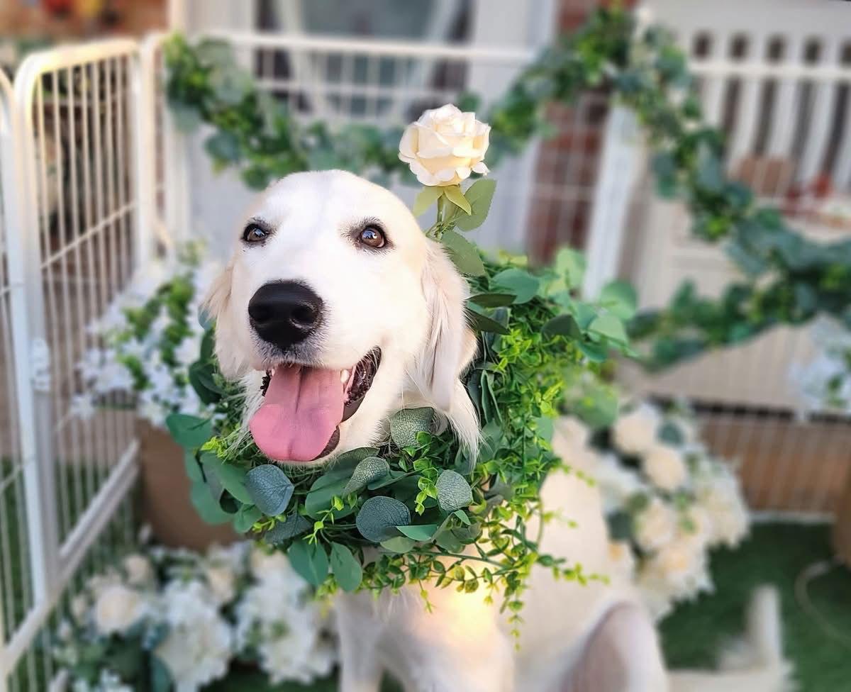 Enlarge Helena, a ADOPTABLE Great Pyrenees in Spring, TX image 5/6