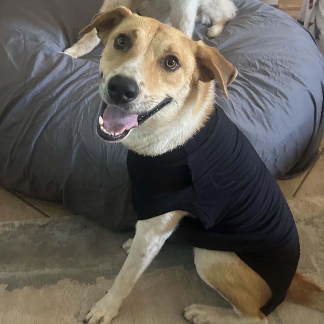 Weasel, an adoptable Labrador Retriever, Hound in Clovis, NM, 88101 | Photo Image 3