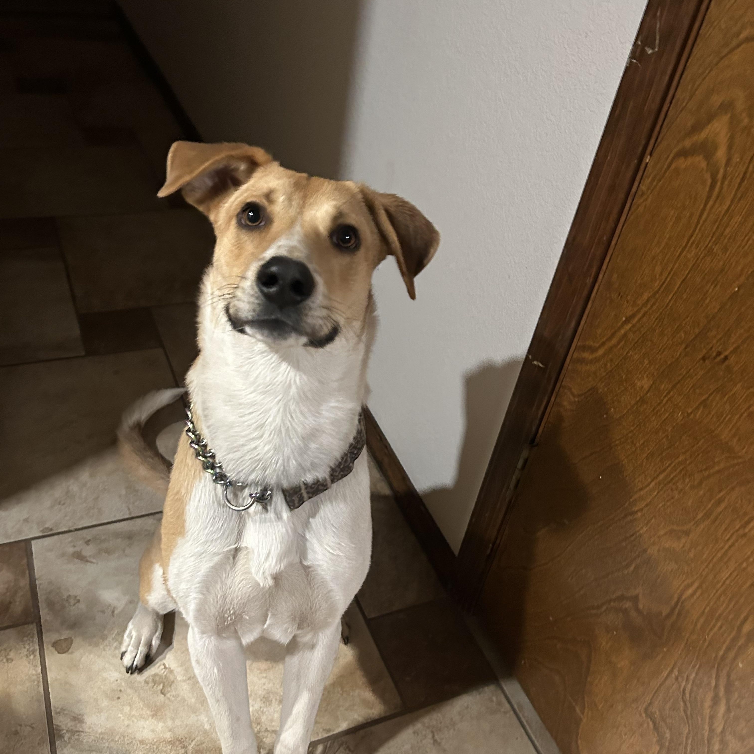 Weasel, an adoptable Labrador Retriever, Hound in Clovis, NM, 88101 | Photo Image 6