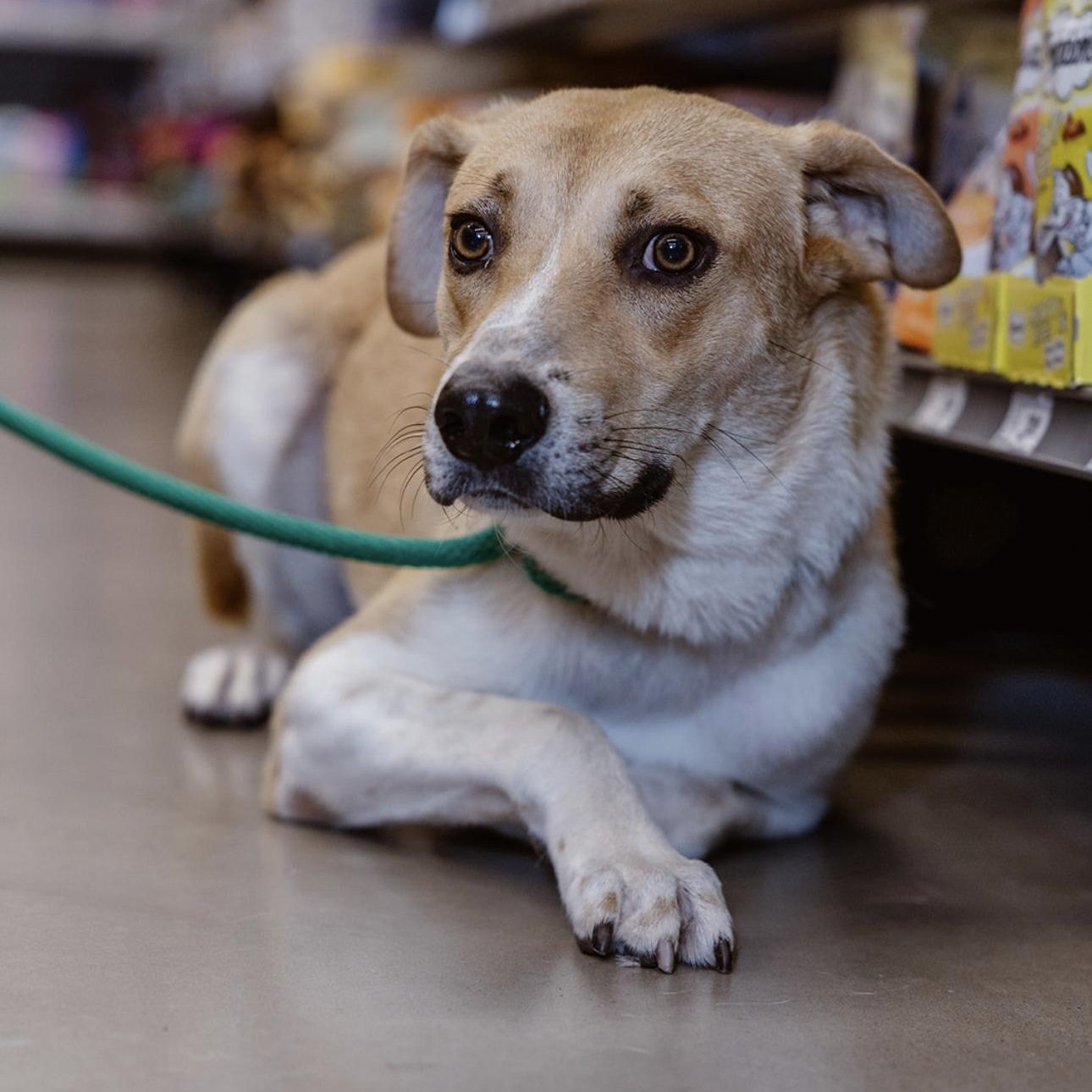 Weasel, an adoptable Labrador Retriever, Hound in Clovis, NM, 88101 | Photo Image 2