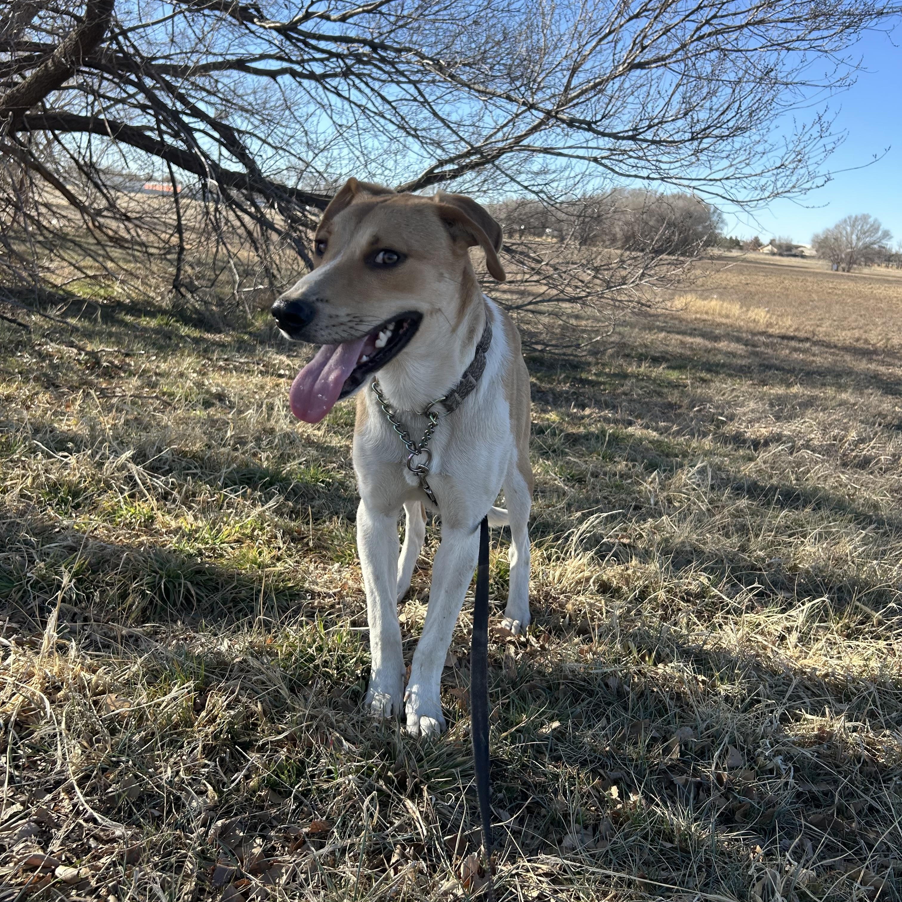 Weasel, an adoptable Labrador Retriever, Hound in Clovis, NM, 88101 | Photo Image 4