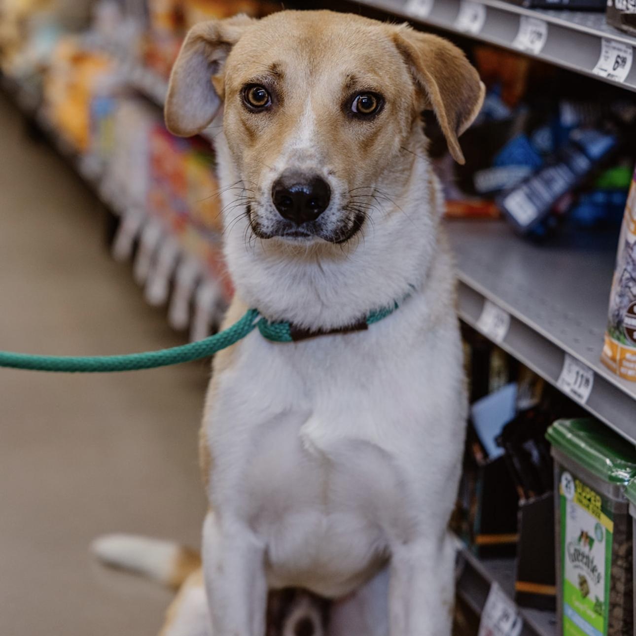 Weasel, an adoptable Labrador Retriever, Hound in Clovis, NM, 88101 | Photo Image 1