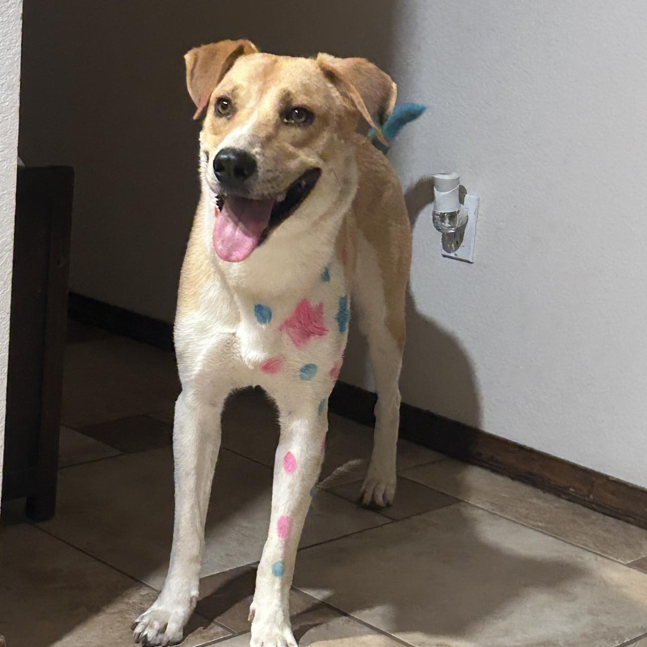 Weasel, an adoptable Labrador Retriever, Hound in Clovis, NM, 88101 | Photo Image 5