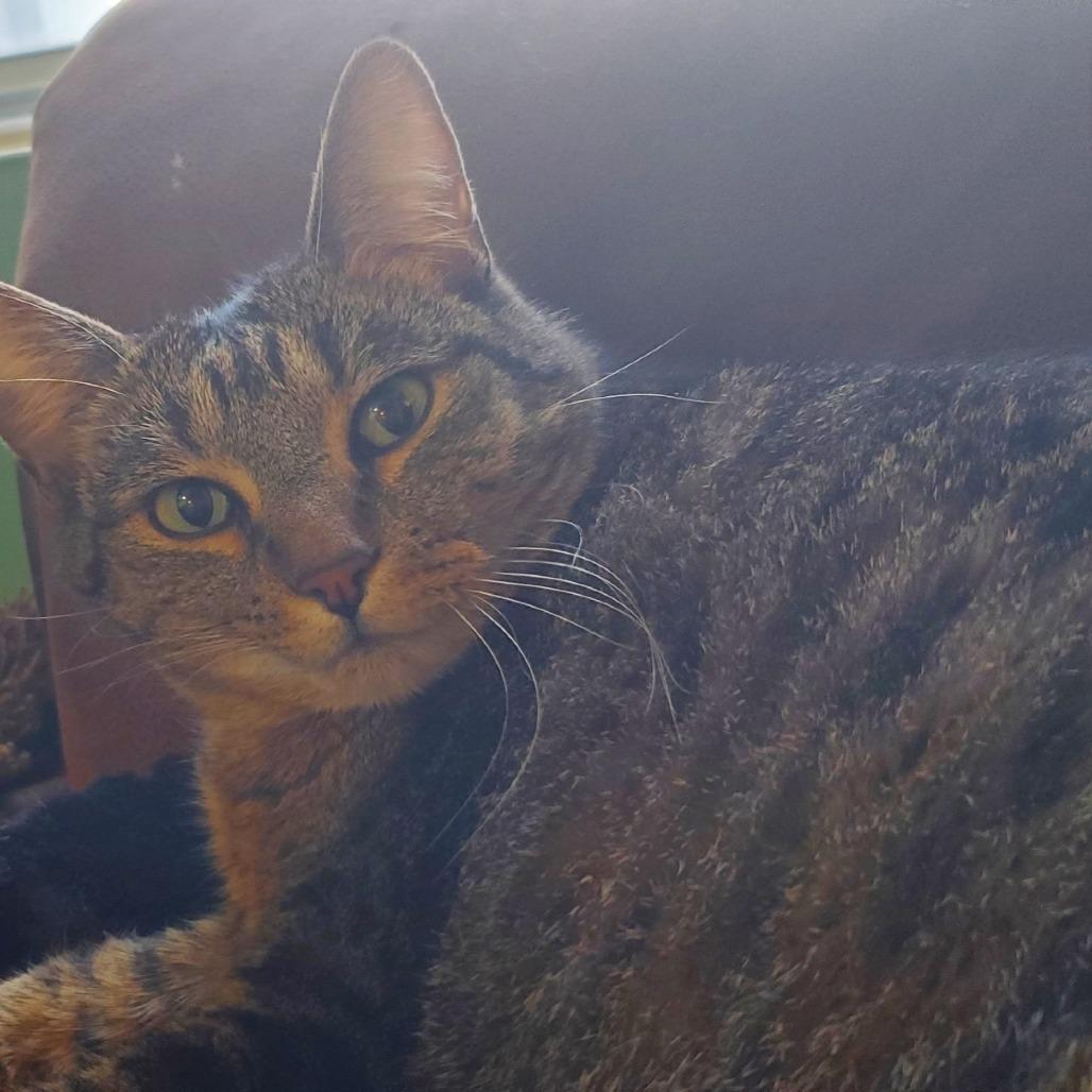 Lucy, Adoptable, Adult Female Domestic Short Hair.