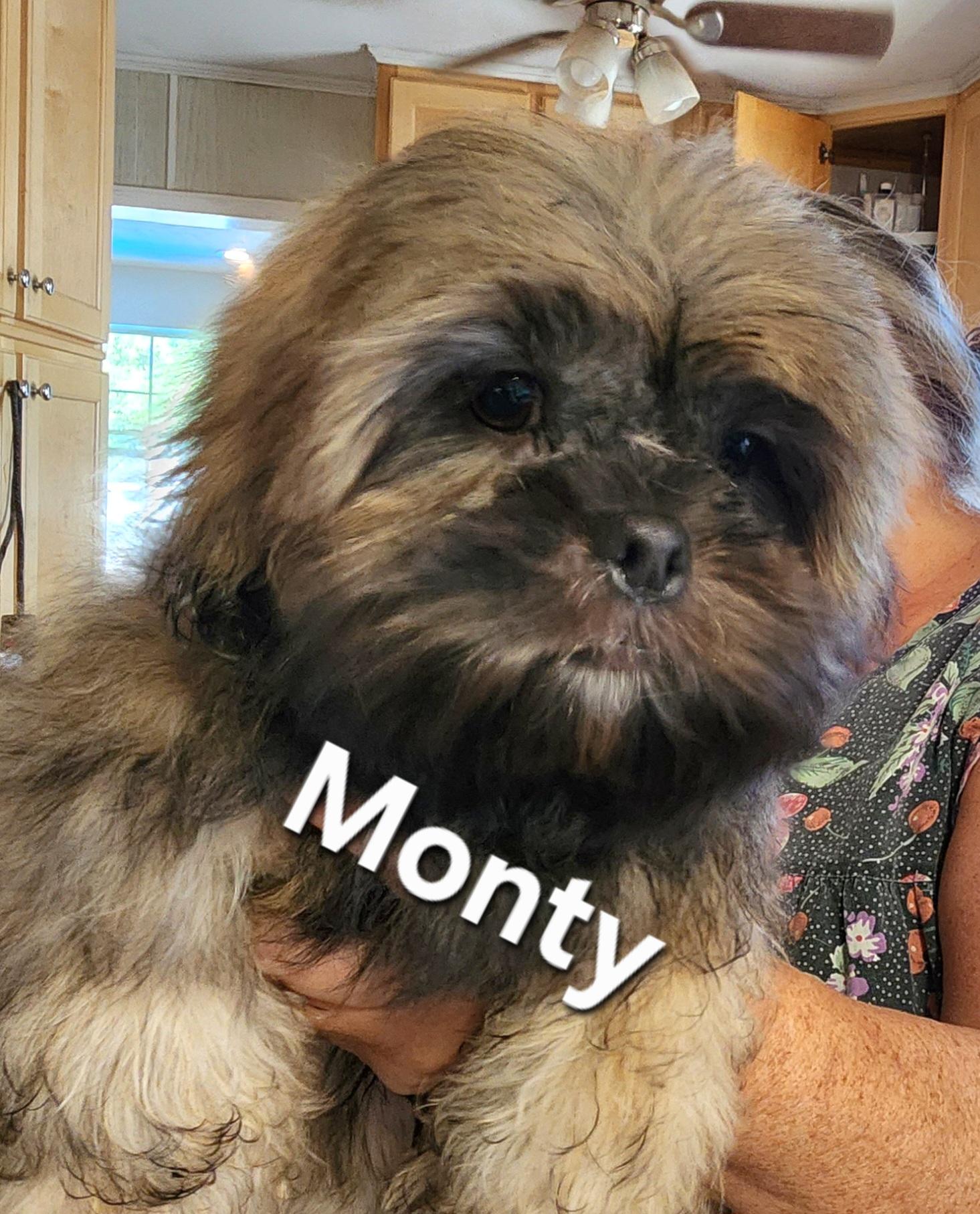 Enlarge Monty, a Adoptable Shih Tzu in North Augusta, SC image 1/2