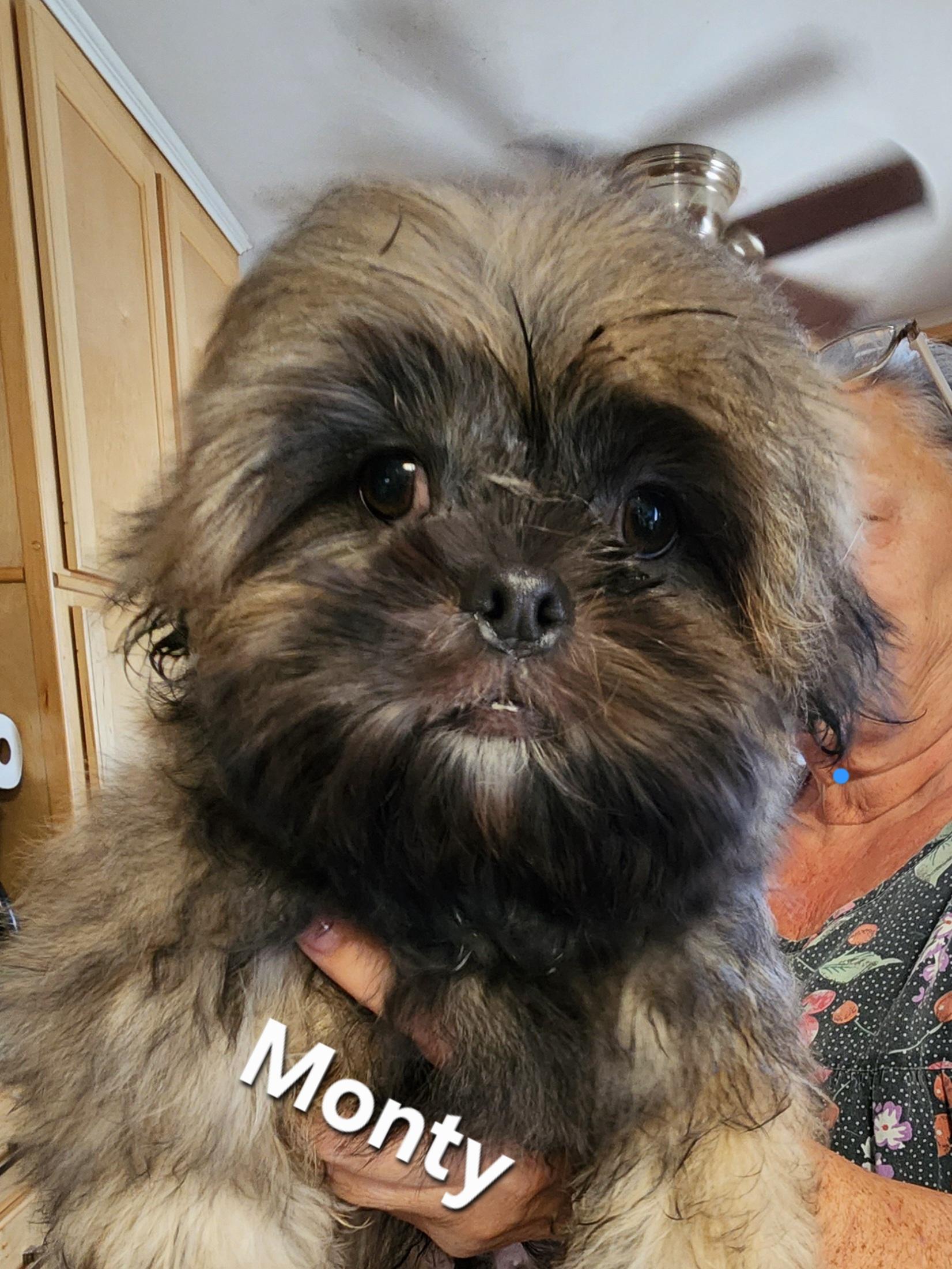 Enlarge Monty, a Adoptable Shih Tzu in North Augusta, SC image 2/2