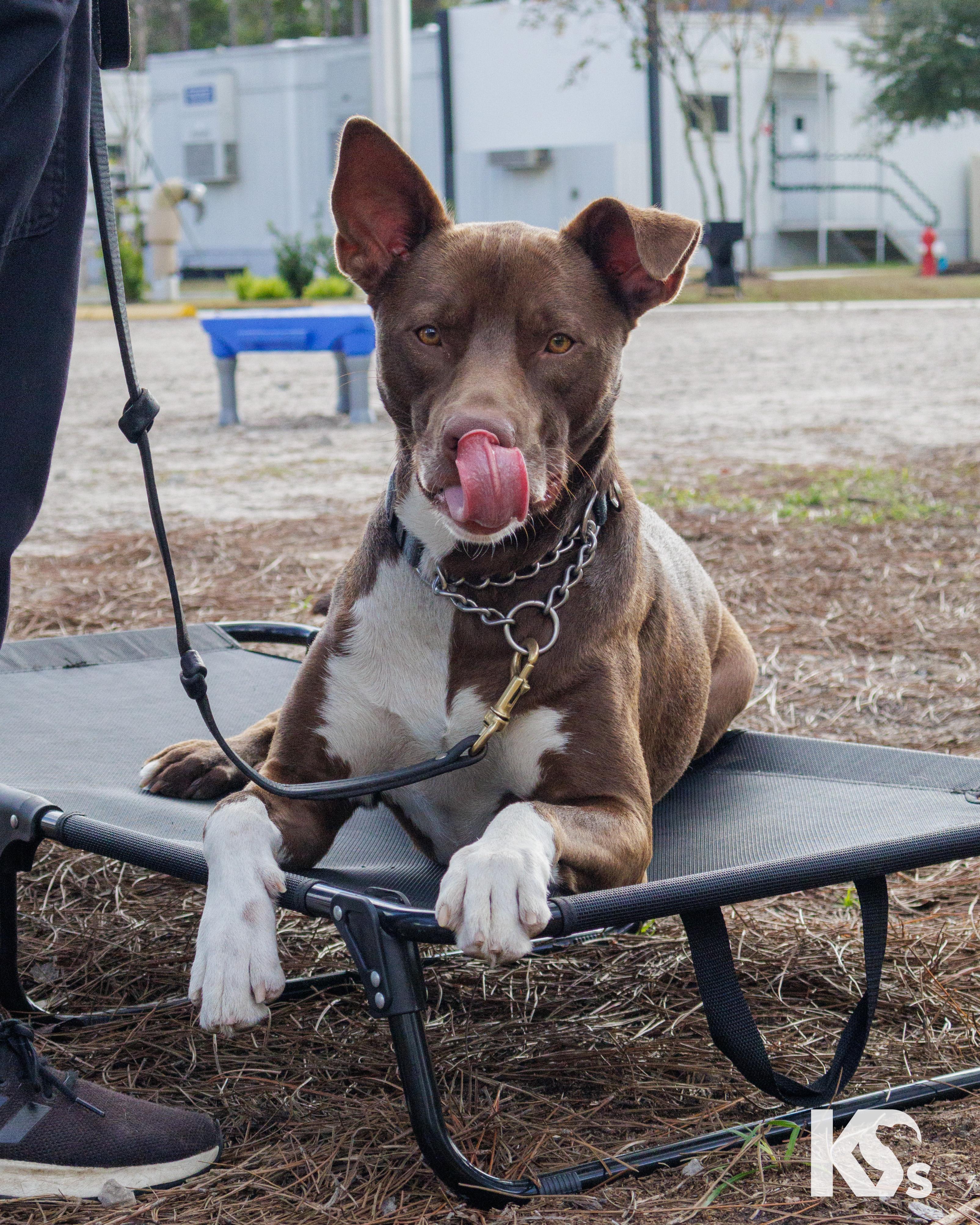 Enlarge Bucky, a Adoptable mixed breed in Ponte Vedra, FL image 1/6