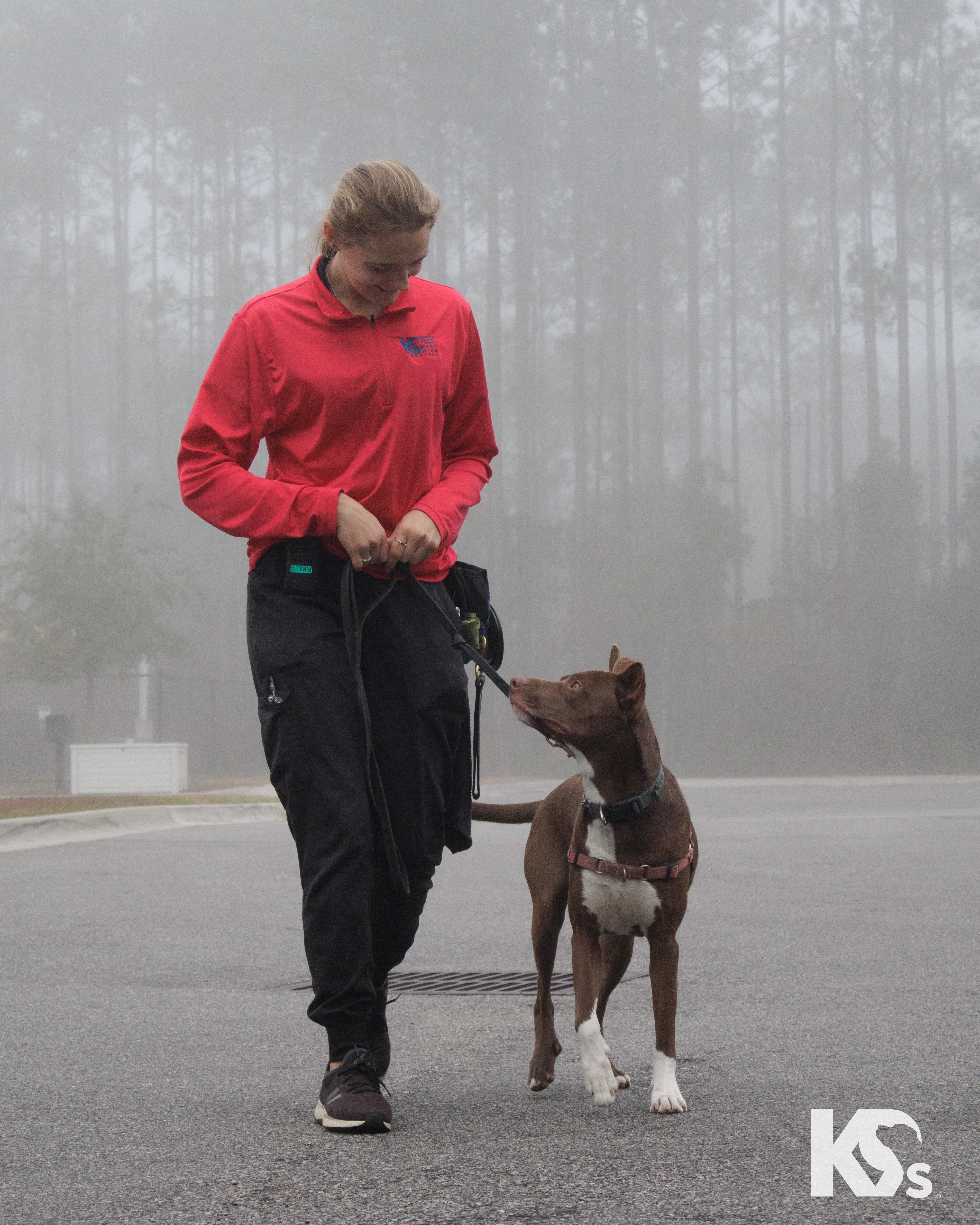 Enlarge Bucky, a Adoptable mixed breed in Ponte Vedra, FL image 5/6