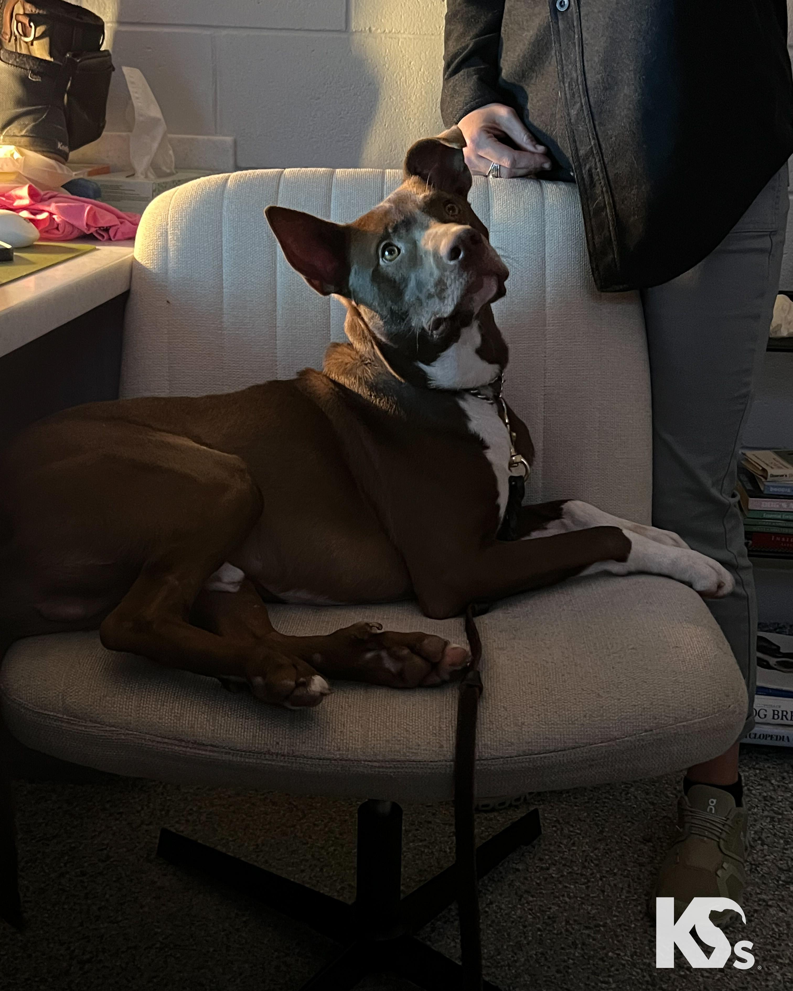 Enlarge Bucky, a Adoptable mixed breed in Ponte Vedra, FL image 6/6