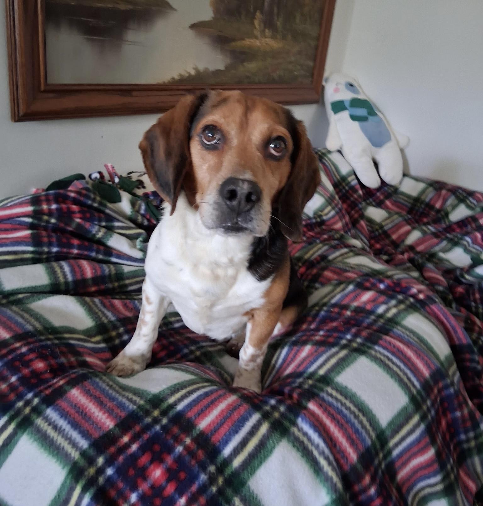Enlarge Bagel, a ADOPTABLE Beagle in White Lake, MI image 1/2