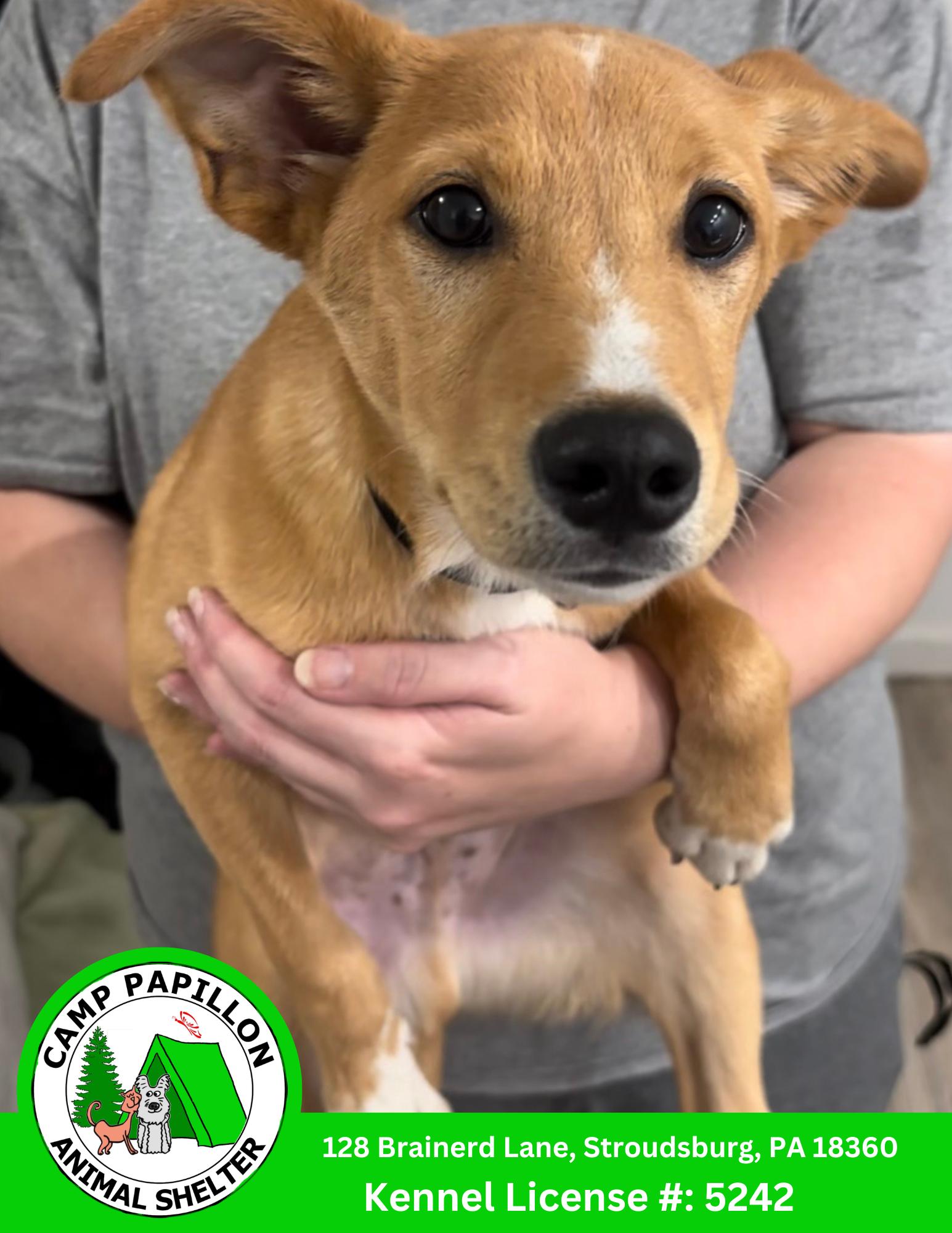 Leonardo, Adoptable, Young Male Shiba Inu.