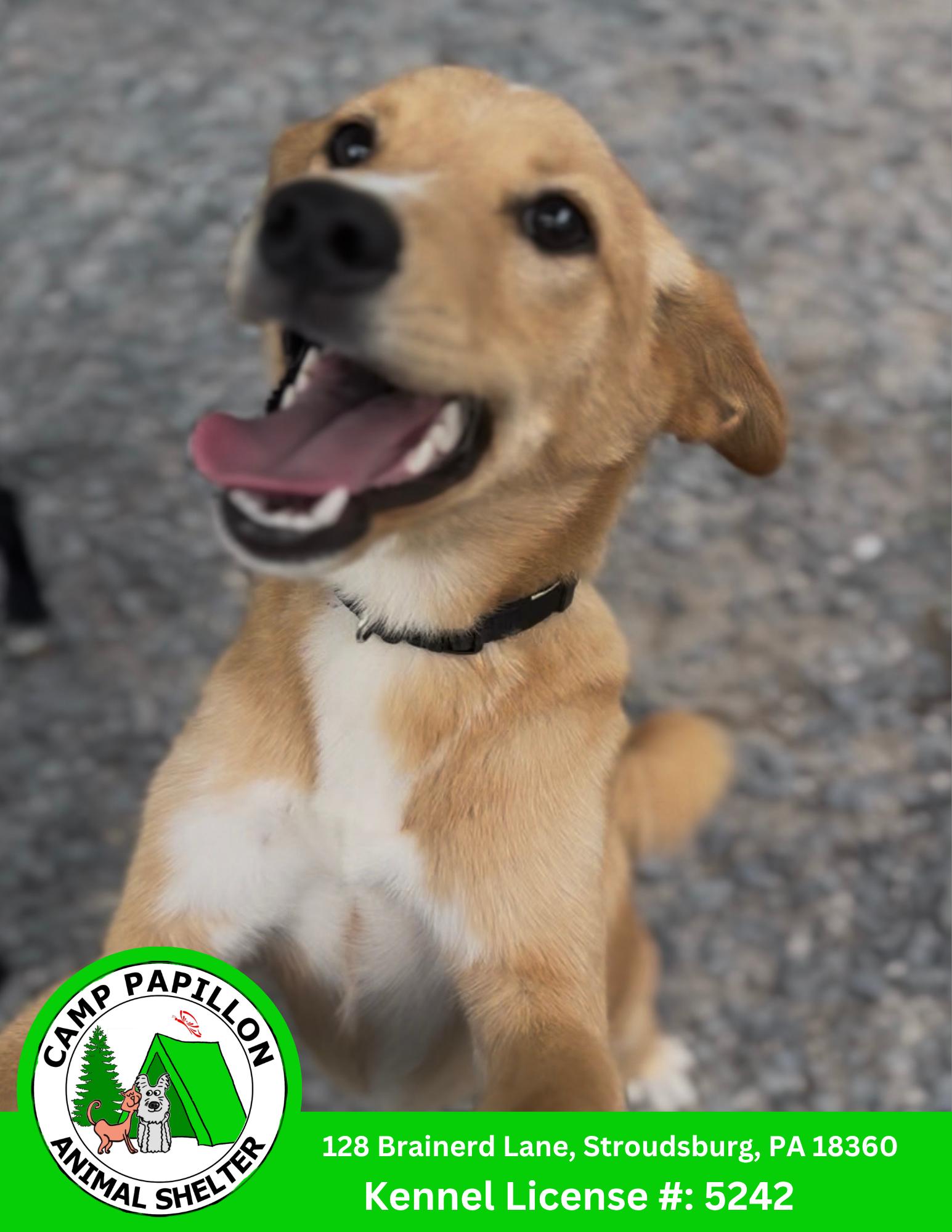 Enlarge Leonardo, a Adoptable Shiba Inu in Stroudsburg, PA image 2/2