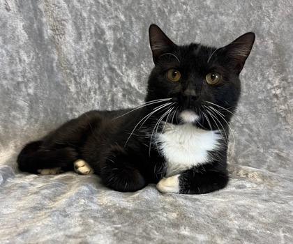 Enlarge Trapper, an adopted Domestic Short Hair in Buffalo, MN image 1/1