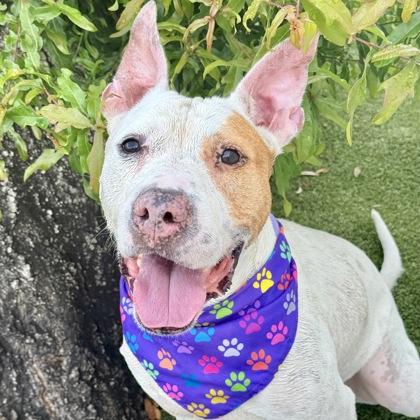 Ace, Adoptable, Adult Male Mixed Breed & Mixed Breed.