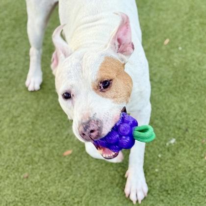 Ace, Adoptable, Adult Male Mixed Breed & Mixed Breed.