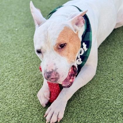 Enlarge Ace, a Adoptable mixed breed in Largo, FL image 2/3