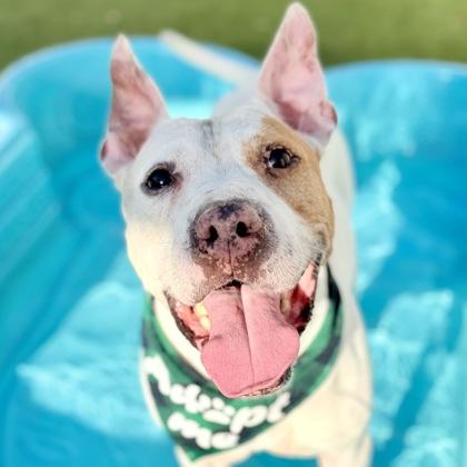 Enlarge Ace, a Adoptable mixed breed in Largo, FL image 3/3