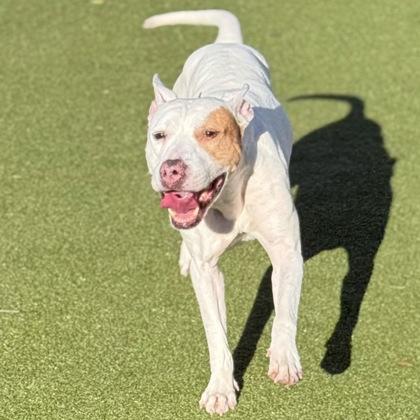 Ace, a Adoptable mixed breed in Largo, FL image 2/2