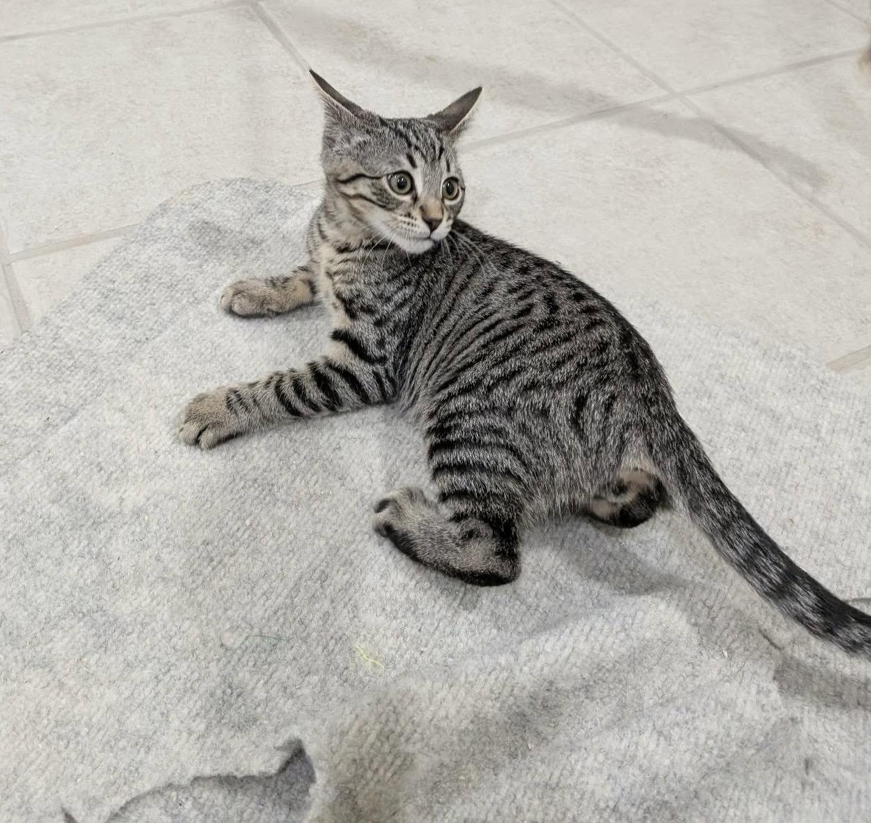 Enlarge Zeus, a Adopted Domestic Short Hair in King George, VA image 1/3