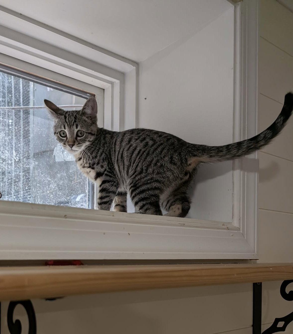 Enlarge Zeus, a Adopted Domestic Short Hair in King George, VA image 2/3