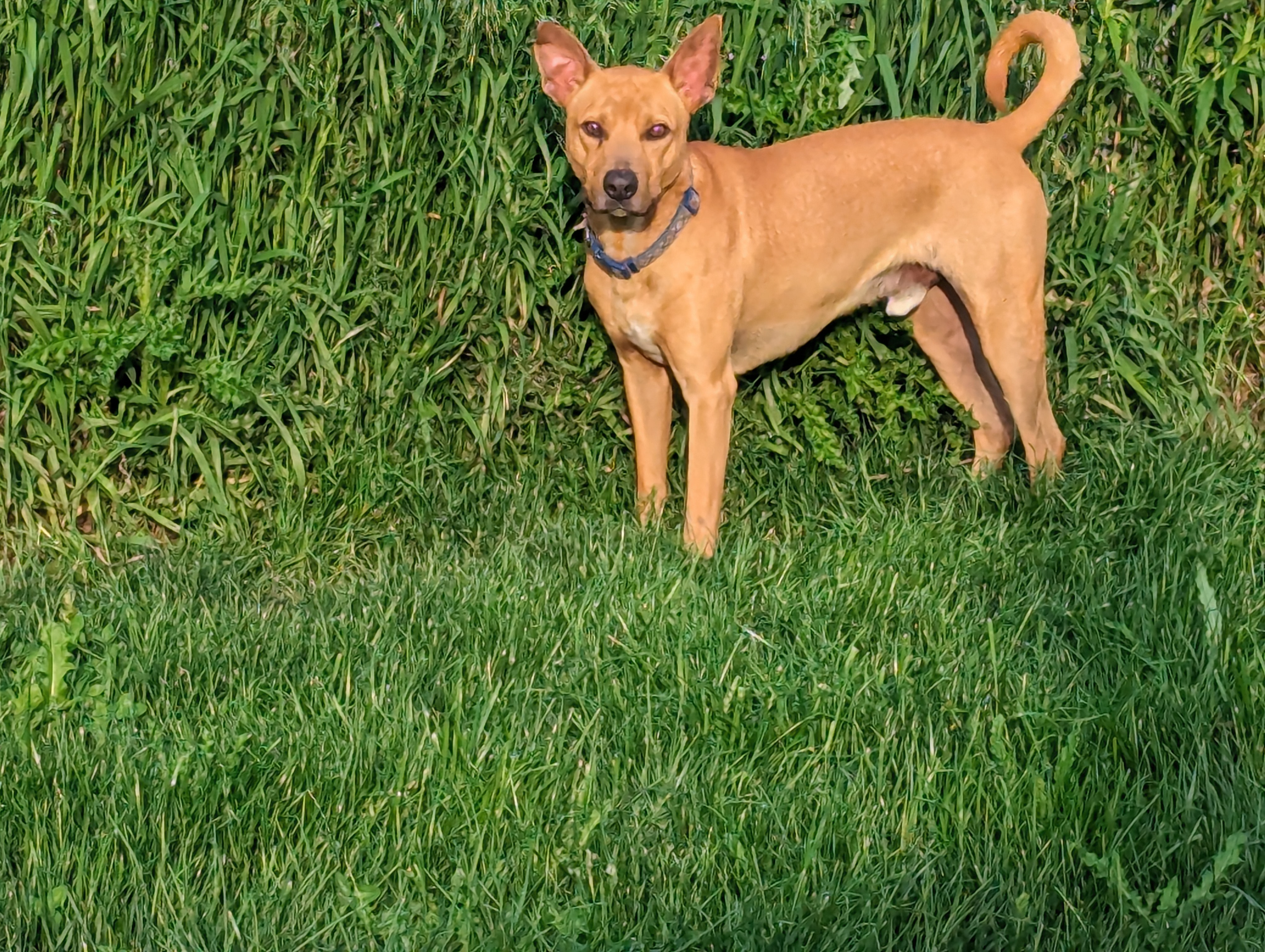 Enlarge Ace, a Adopted mixed breed in Tottenham, ON image 1/1
