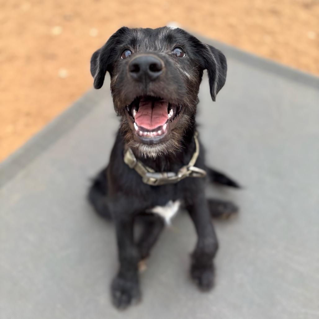Magnus, Adoptable, Puppy Male Terrier & Mixed Breed.
