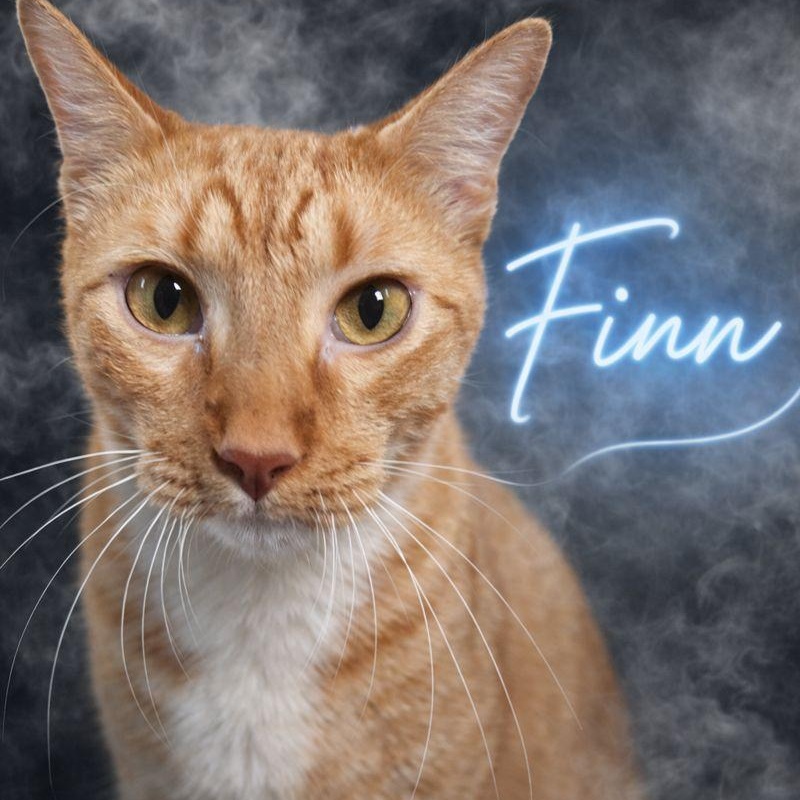 Finn, ADOPTABLE, Young Male Domestic Short Hair.