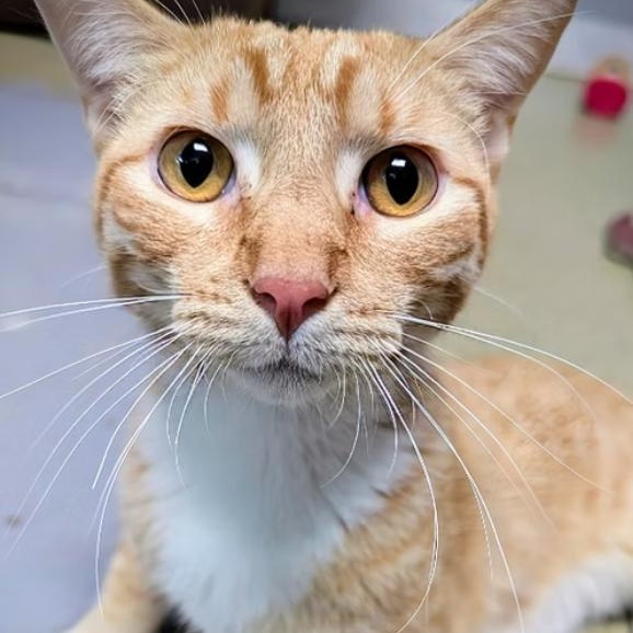 Enlarge Finn, an adopted mixed breed in Valley Falls, KS image 2/2