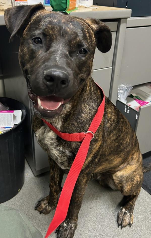 Enlarge Buster, a Adoptable mixed breed in Tulare, CA image 1/1