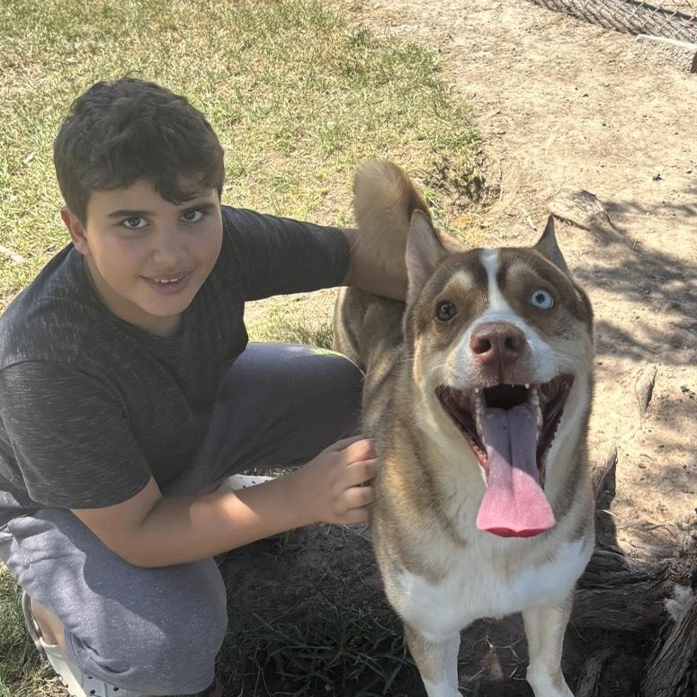 Enlarge Oslo Sweet, Playful, Kid-Loving Best Friend, a Adoptable mixed breed in Detroit, MI image 1/5