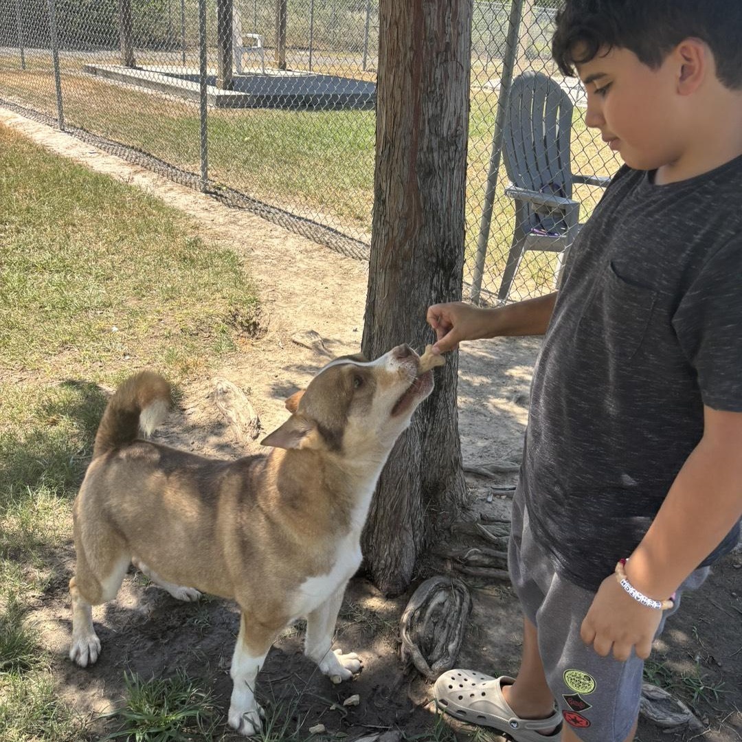 Enlarge Oslo Sweet, Playful, Kid-Loving Best Friend, a Adoptable mixed breed in Detroit, MI image 4/5