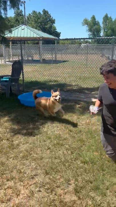 Enlarge Oslo Sweet, Playful, Kid-Loving Best Friend, a Adoptable mixed breed in Detroit, MI video 2/5