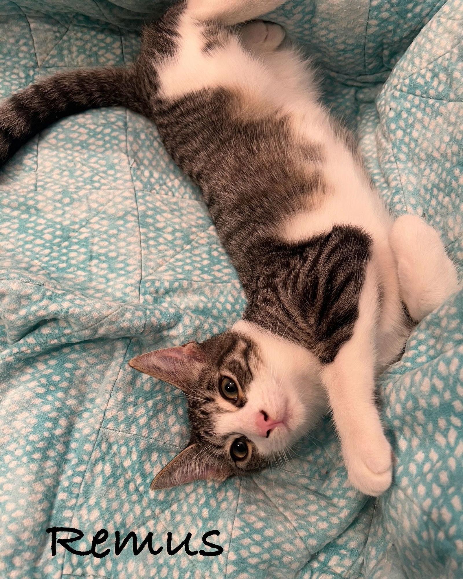 Enlarge Remus, a Adoptable Domestic Short Hair in Seal Beach, CA image 1/1