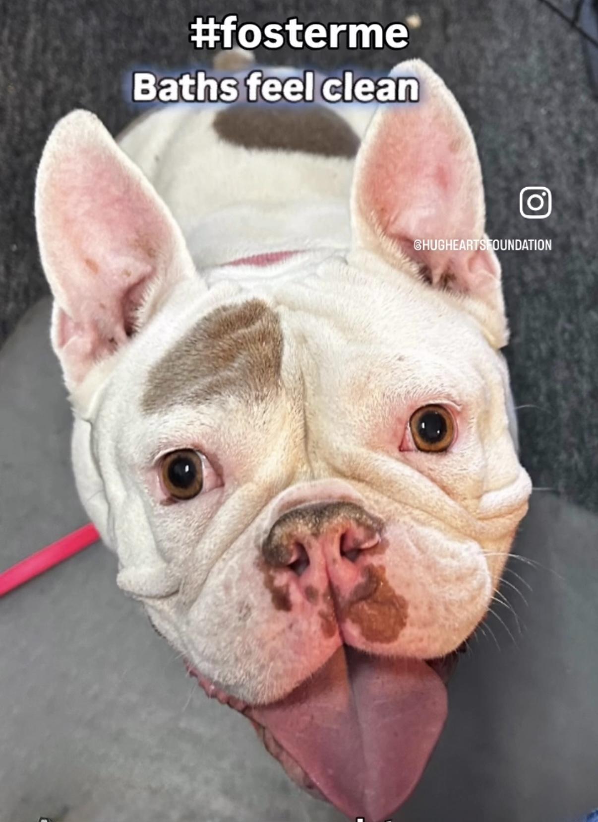 Can you foster me? I'm a sweet girl!, a Adoptable mixed breed in Corona, CA image 1/5