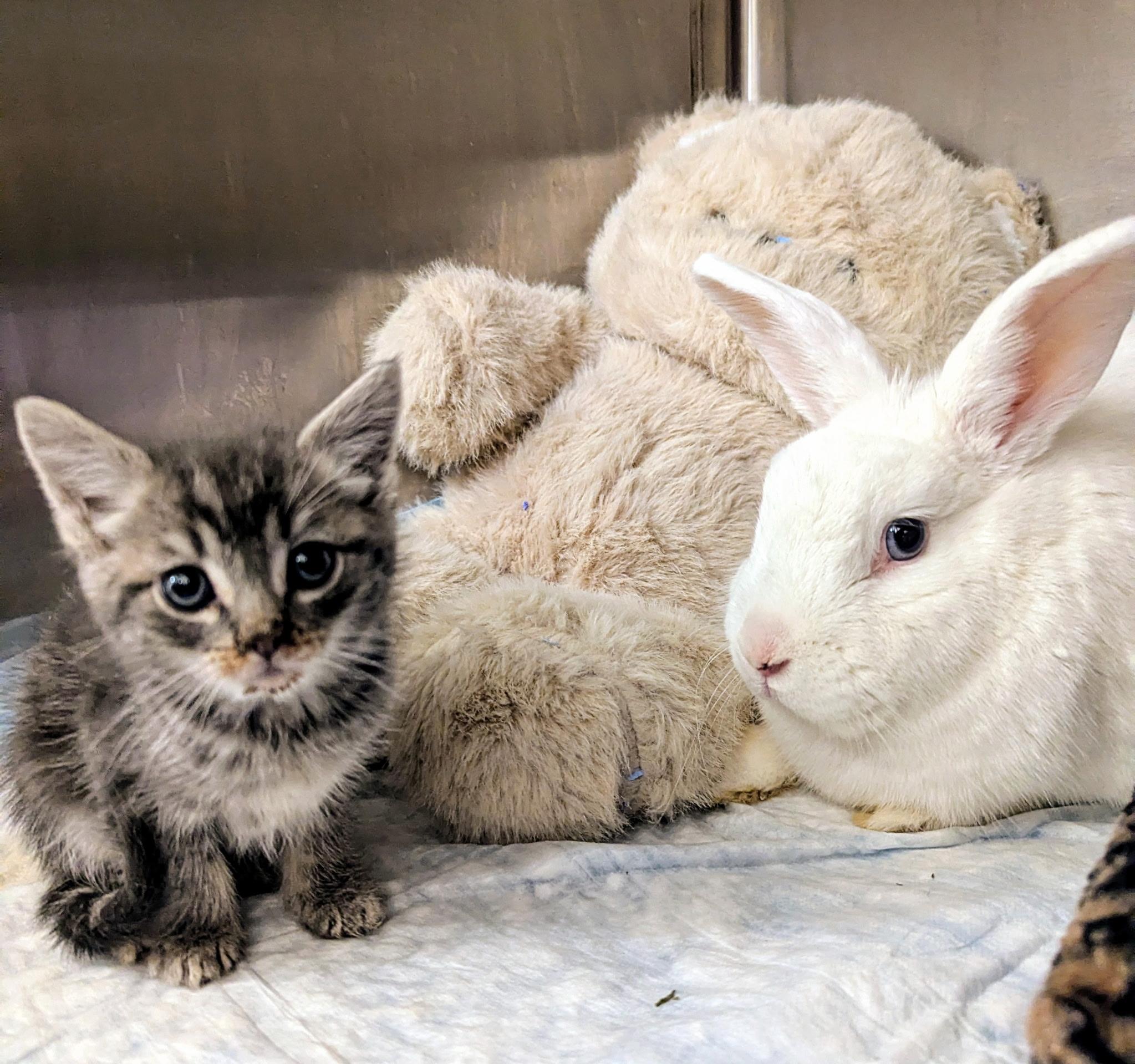 Enlarge Patty, an adopted Hotot in Morristown, NJ image 2/3