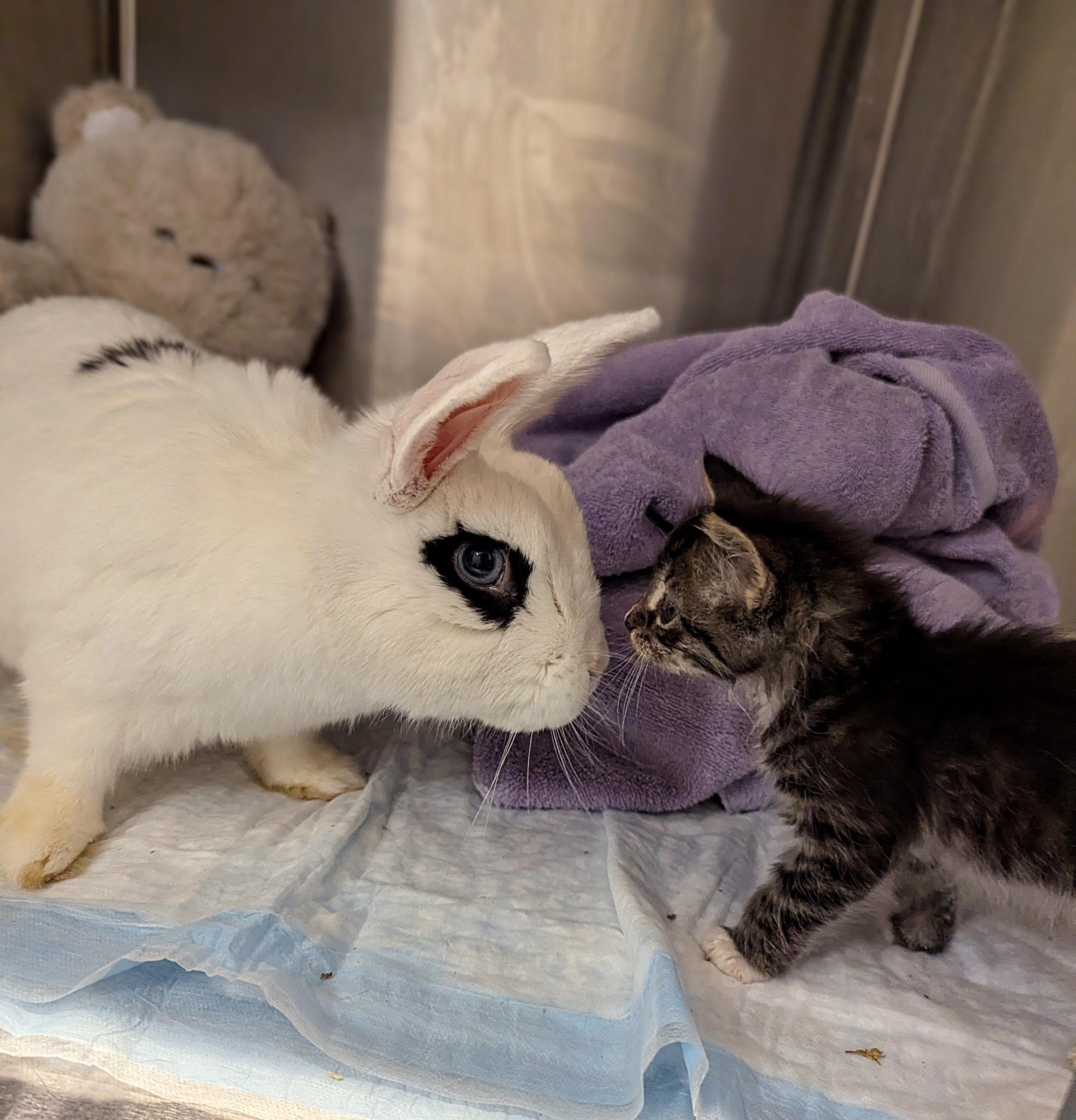 Enlarge Patty, an adopted Hotot in Morristown, NJ image 3/3