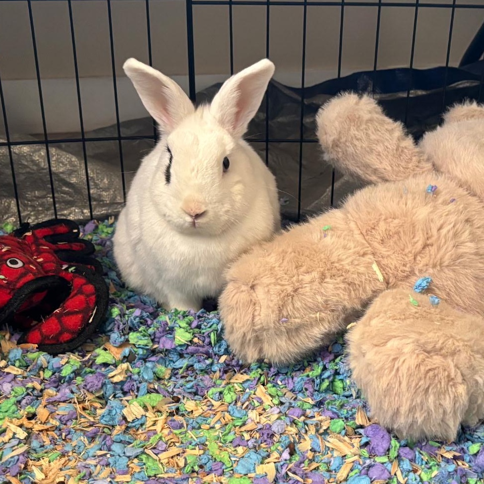 Enlarge Patty, an adopted Hotot in Morristown, NJ image 1/3