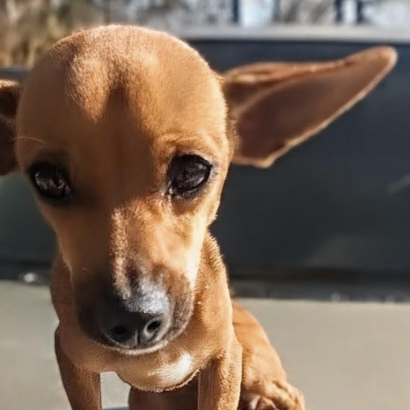 Maria, ADOPTABLE, Adult Female Chihuahua.