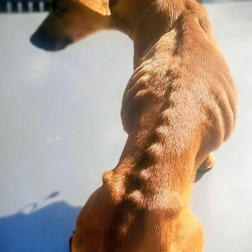 Maria, a ADOPTABLE Chihuahua in Carson, MS image 3/4