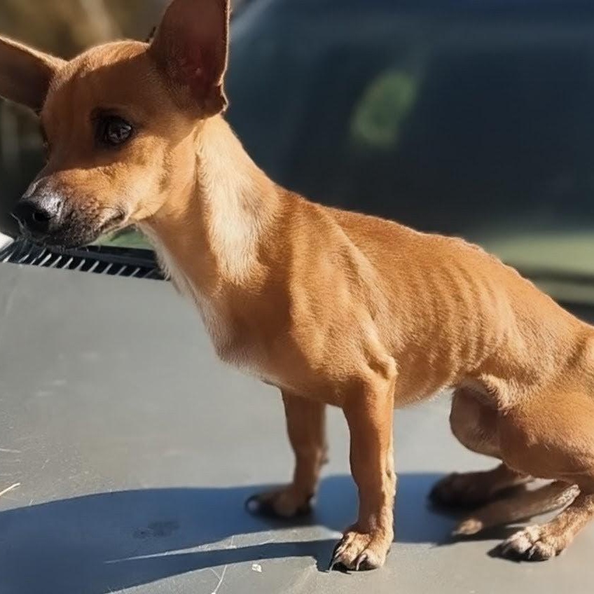 Maria, a ADOPTABLE Chihuahua in Carson, MS image 2/4