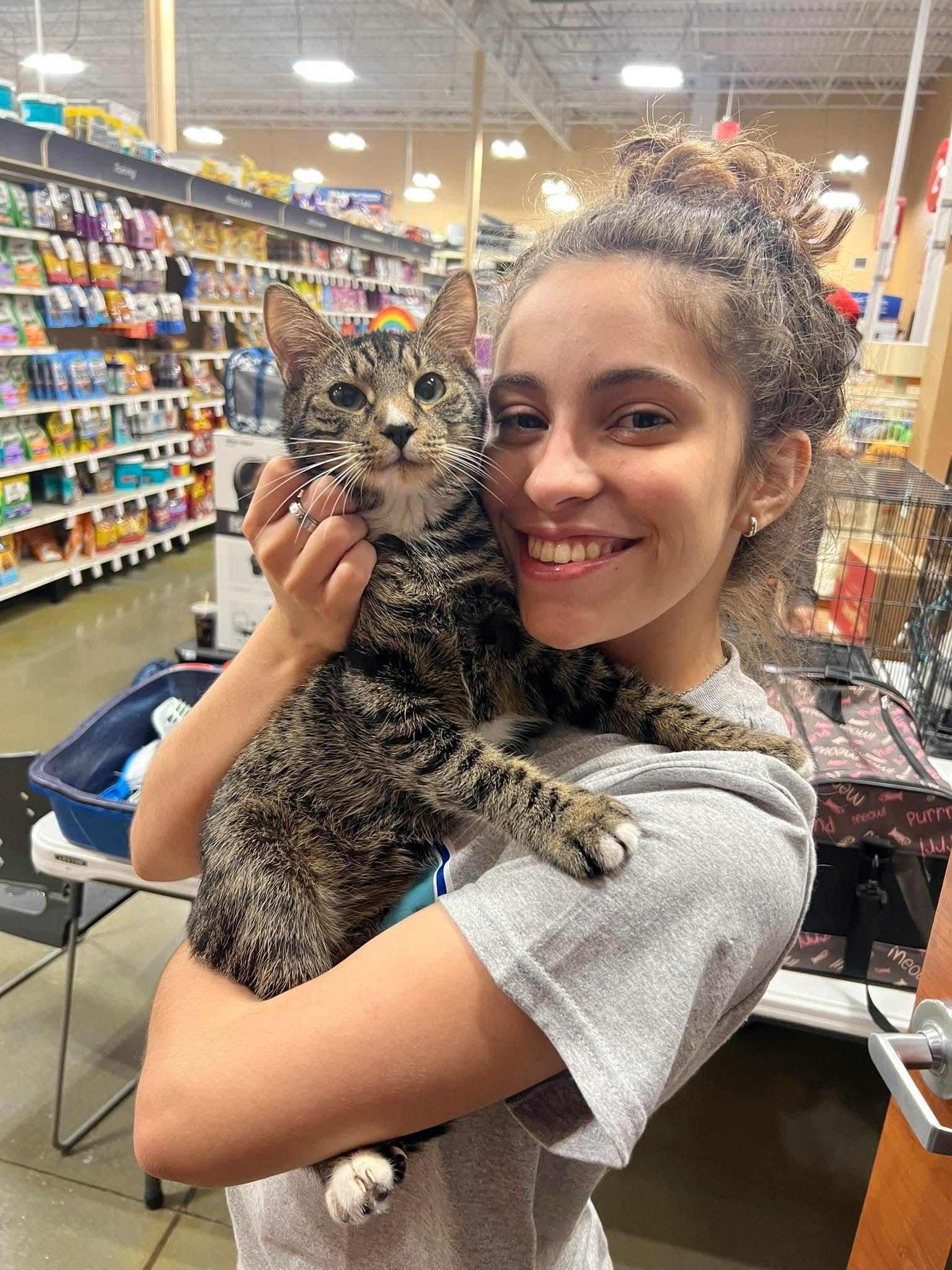 Enlarge Jasper, a Adopted Domestic Short Hair in Kissimmee, FL image 1/3